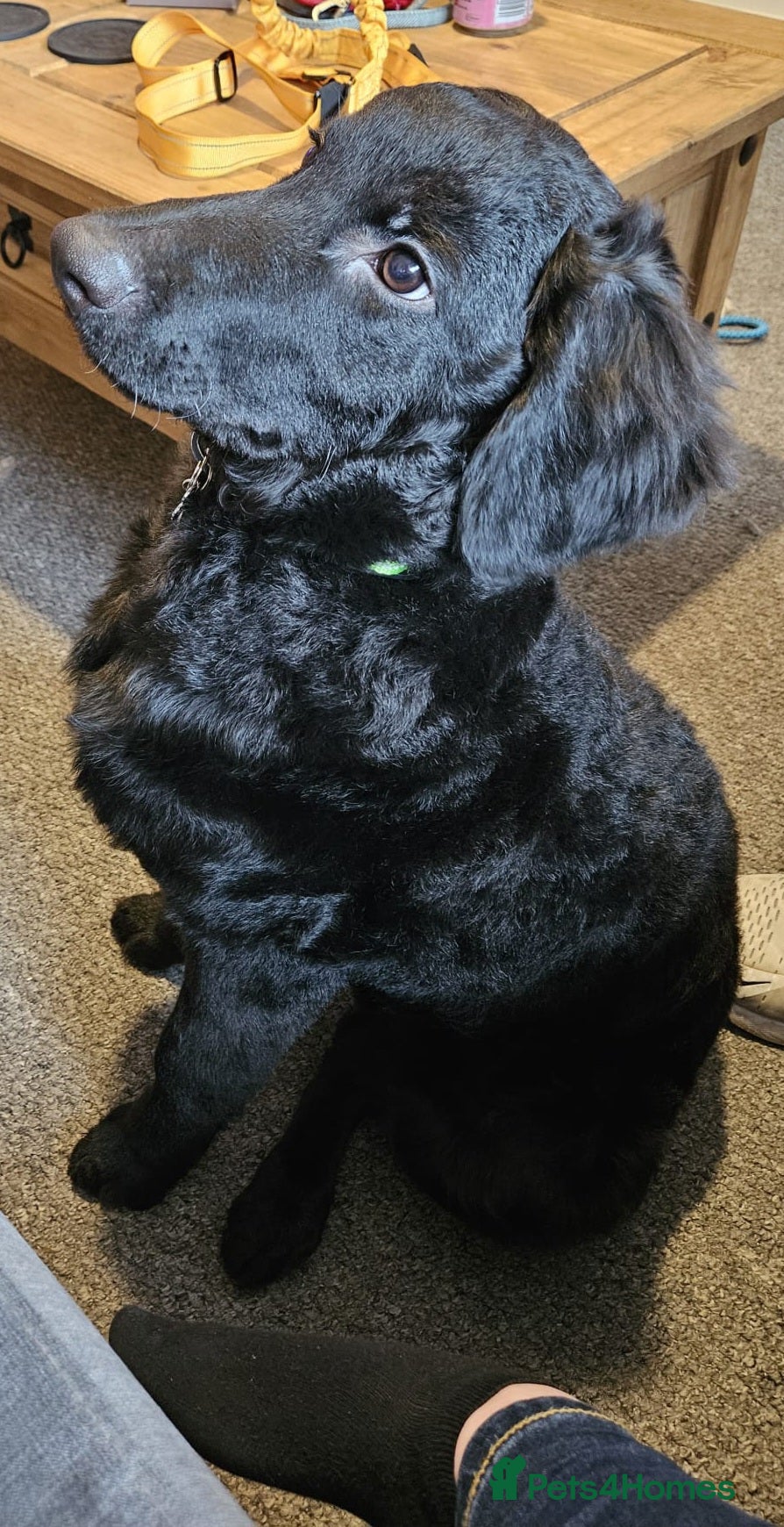Mixed Breed dogs 9 Months Curly Coated Retriever X German Shepherd - Advert 1