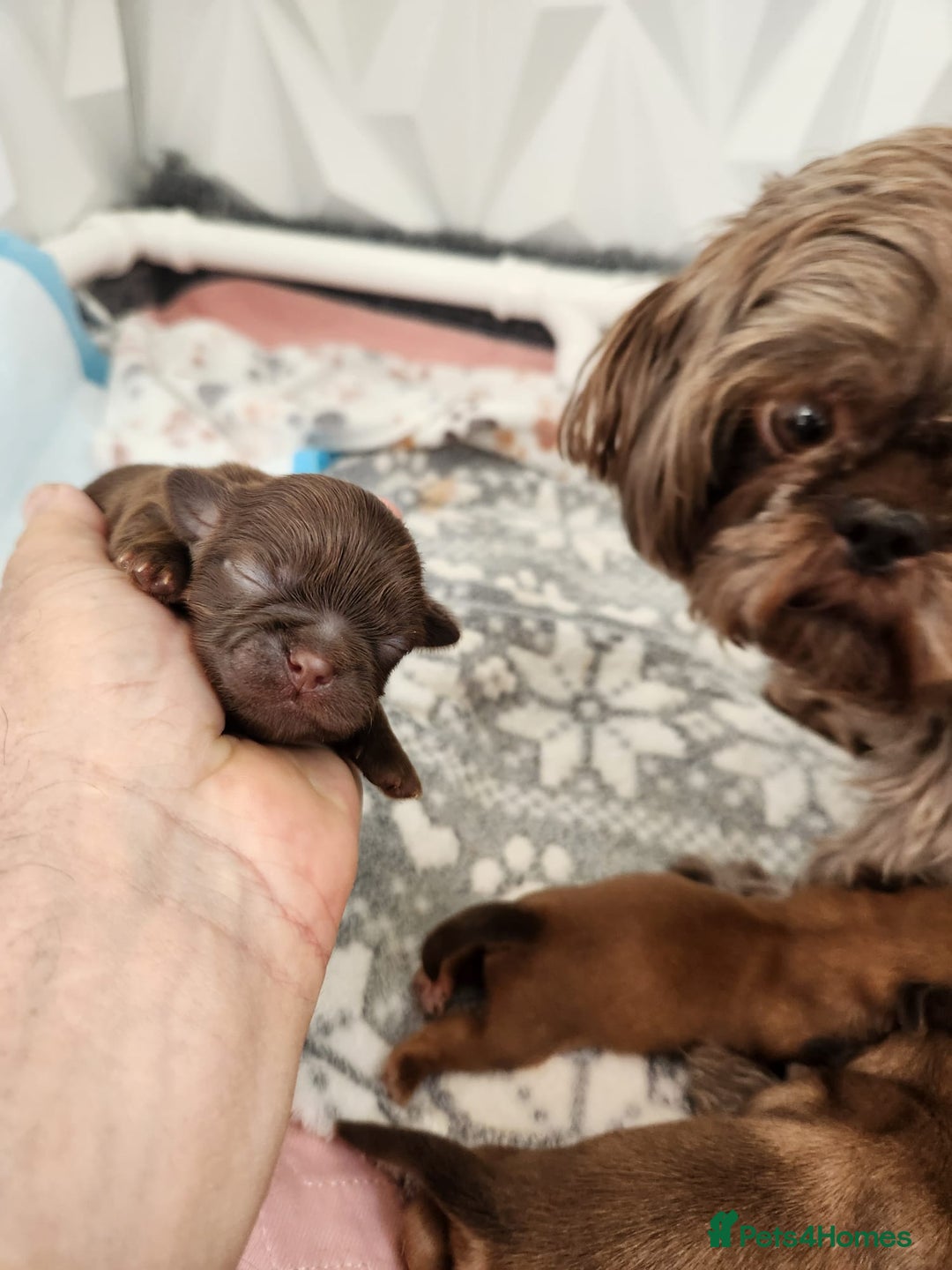 Shih Tzu dogs for sale: Imperial Shitzus - Image 15