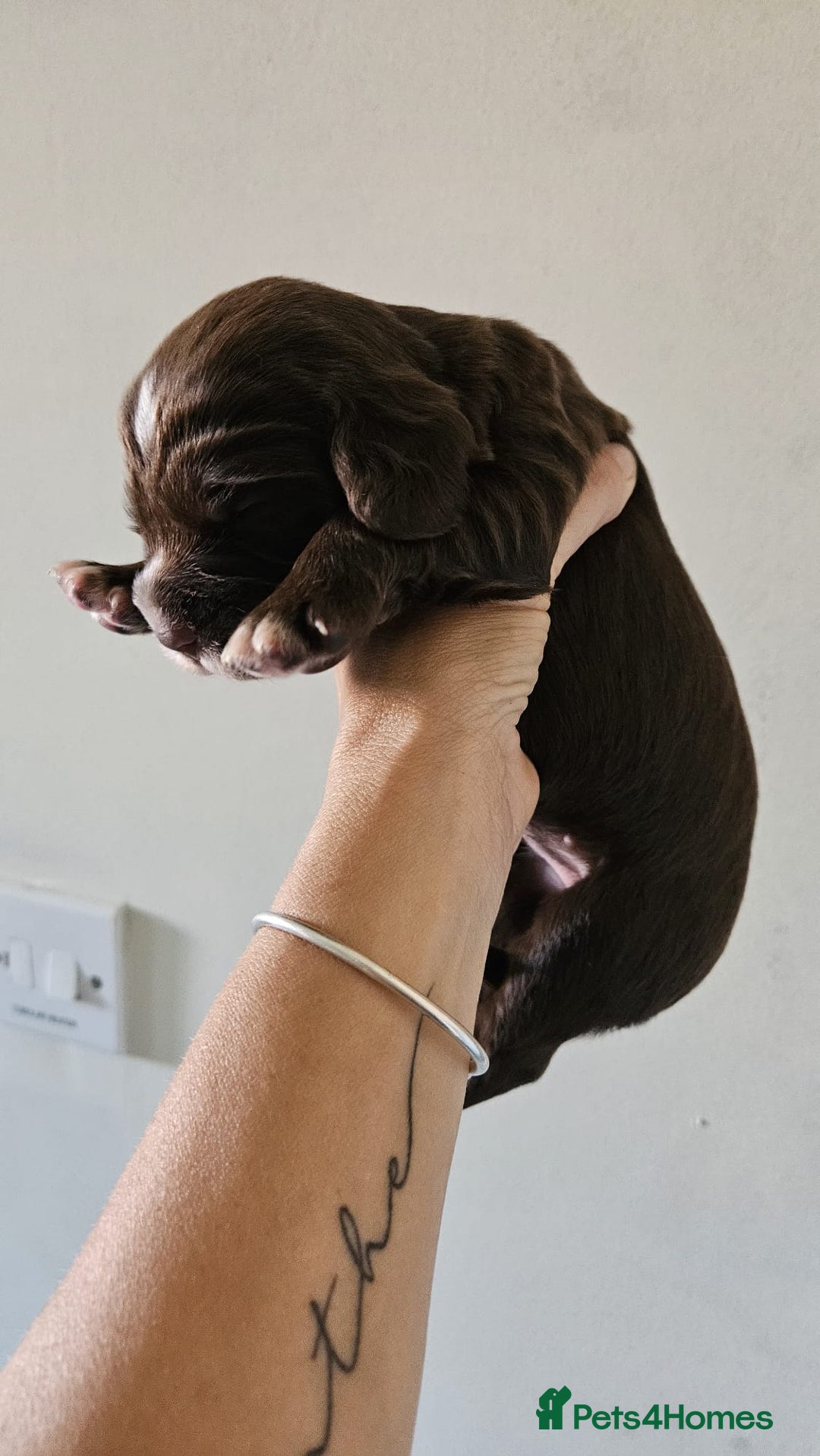 Cocker Spaniel dogs for sale: Litter of 6 - Image 5