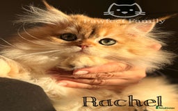 British Shorthair cats for sale: RESERVED - waiting list available  - Advert 1