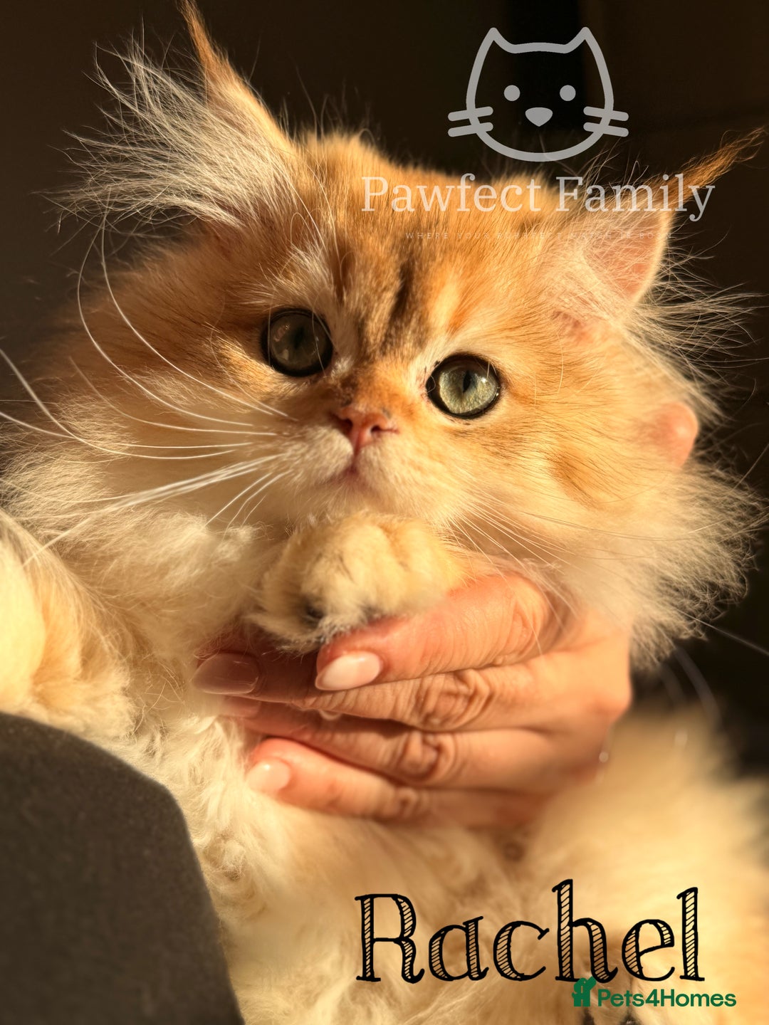 British Shorthair cats for sale: RESERVED - waiting list available  - Advert 1