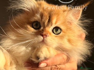 British Shorthair cats - Advert 23