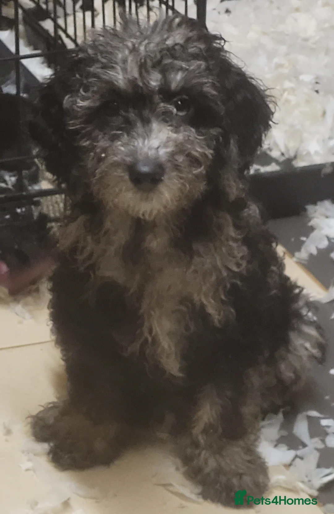 Labradoodle dogs for sale: Labradoodle puppies - Advert 10