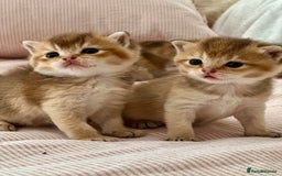 British Shorthair cats for sale: GCCF BSH fluffy kittens - Image 3