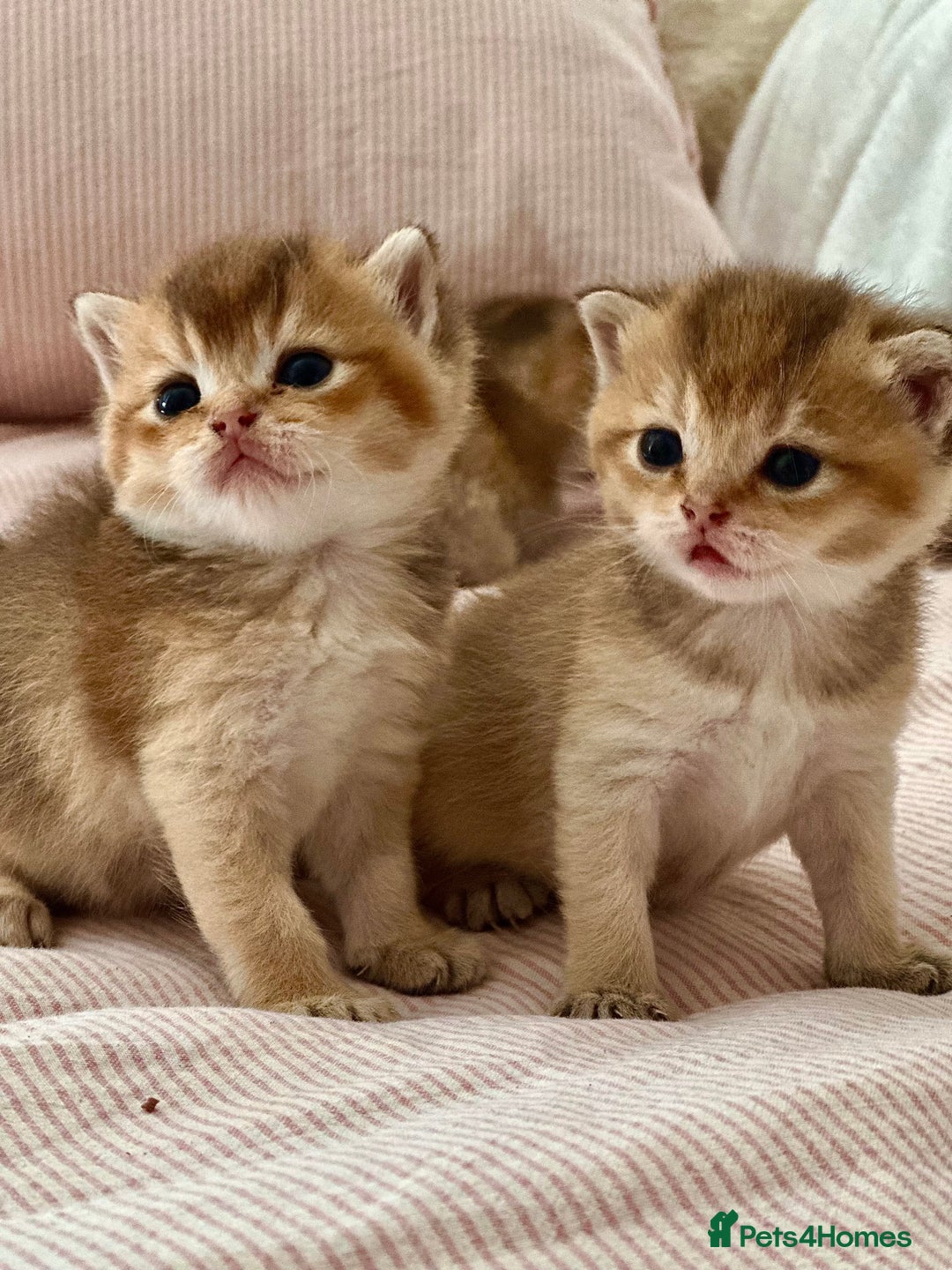 British Shorthair cats for sale: GCCF BSH fluffy kittens - Image 3