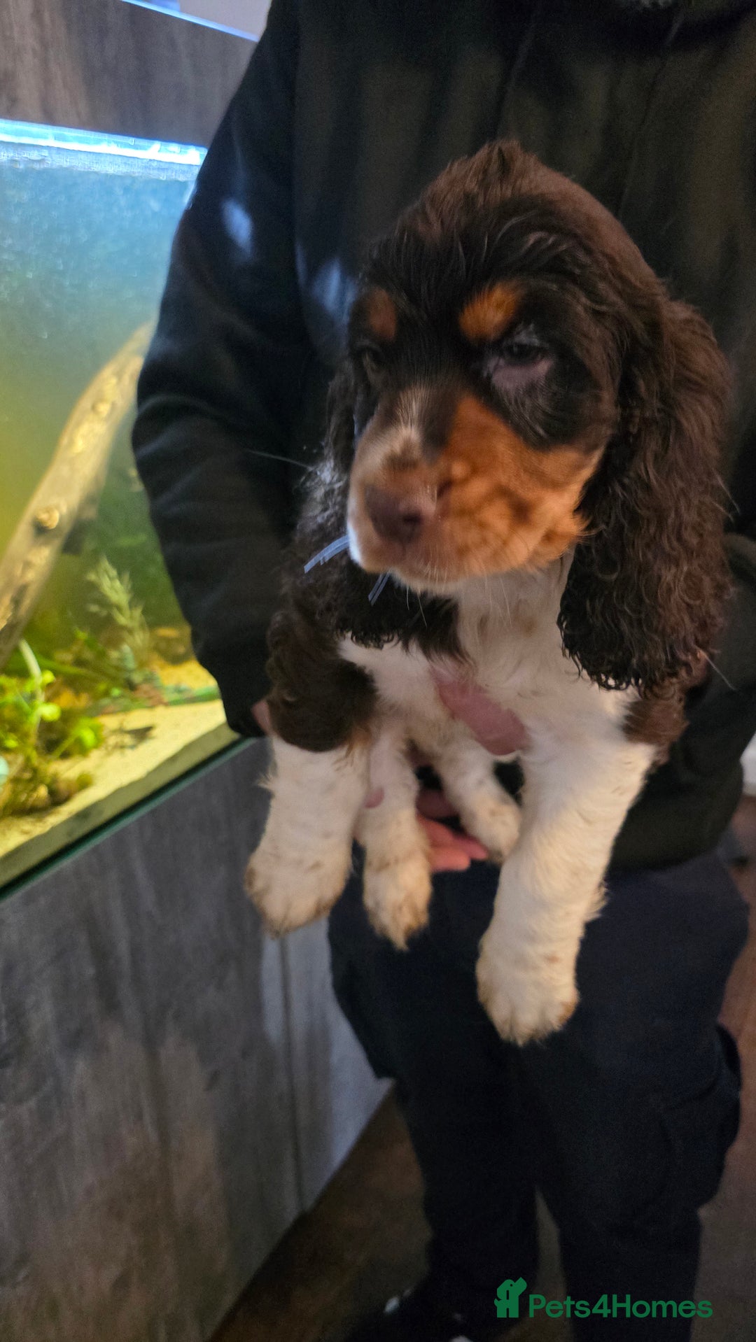 Cocker Spaniel dogs for sale: Chocolate Roan & Tan Cocker Spaniel Puppies - Advert 17