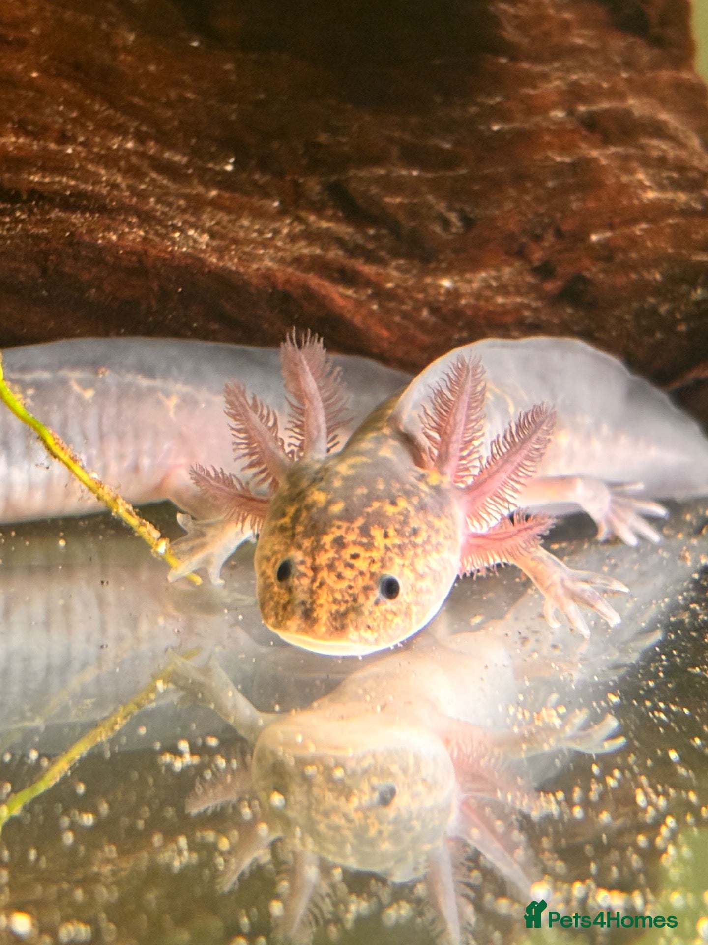 Axolotl reptiles Black Meleniod axolotls   - Advert 1