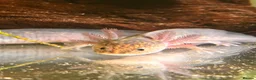 Axolotl reptiles for sale: Black Meleniod axolotls   - Advert 1