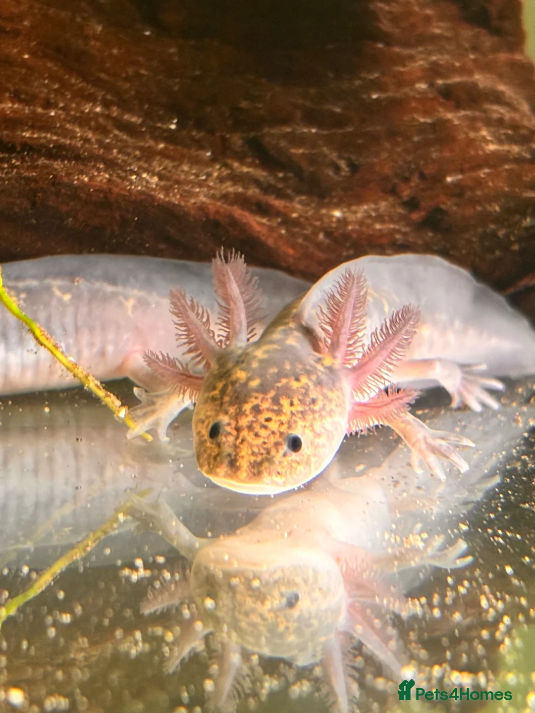 Axolotl reptiles for sale: Black Meleniod axolotls   - Advert 1