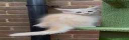 Maine Coon cats for sale: Maine coon kittens READY NOW in Dorking - Advert 19