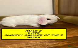 Mini Lop rabbits for sale: Mini Lop Bunnies for sale - Image 2