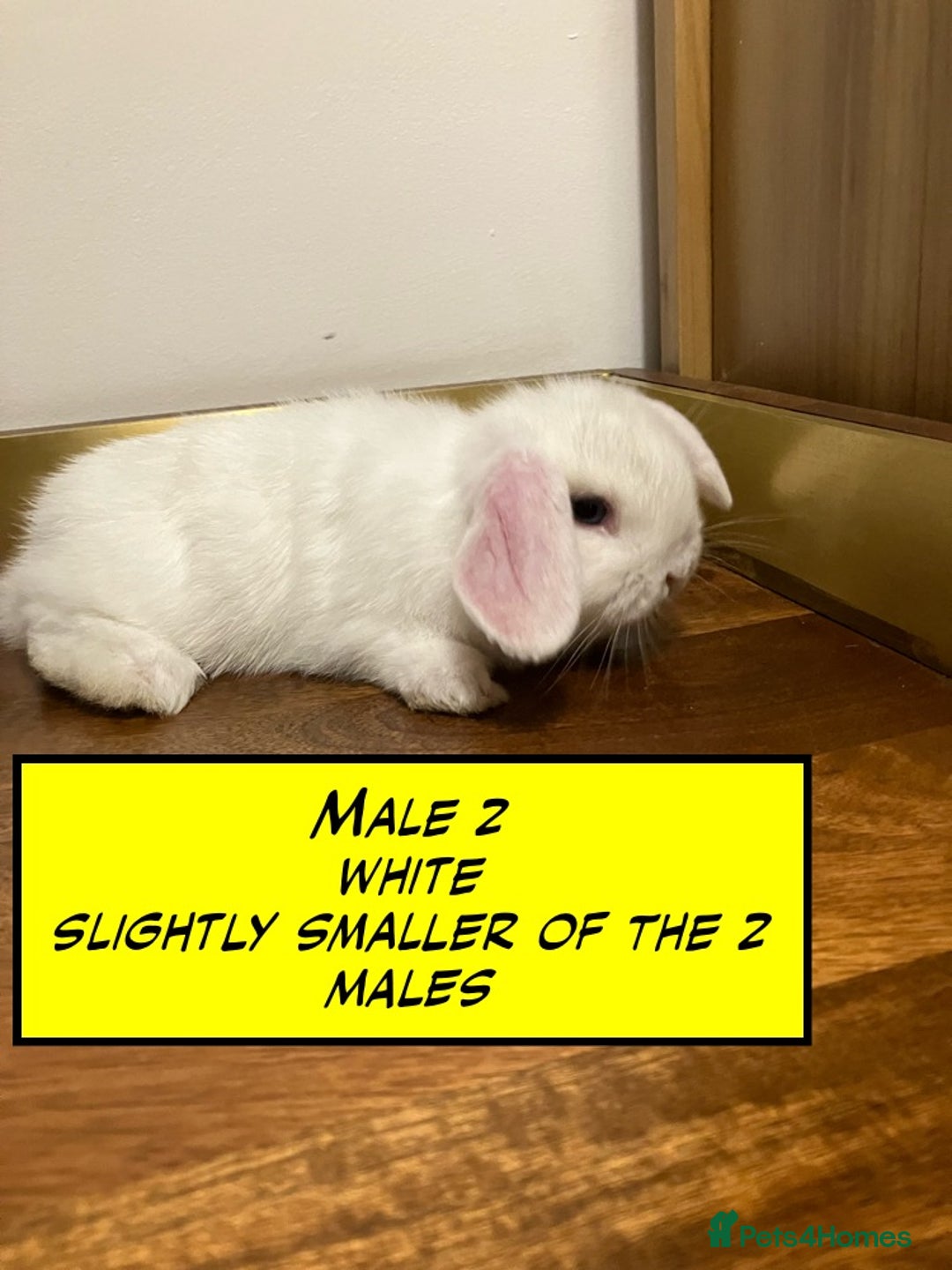 Mini Lop rabbits for sale: Mini Lop Bunnies for sale - Image 2