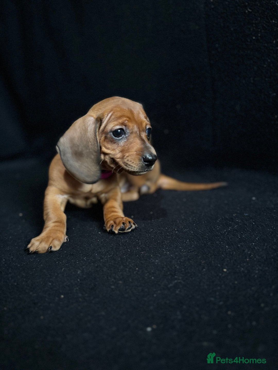 Dachshund dogs for sale: Miniature Dachshund Puppies  - Image 9
