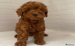 Toy Poodle dogs for sale: Purebred Toy Poodles Puppies Loving Homes! - Image 8