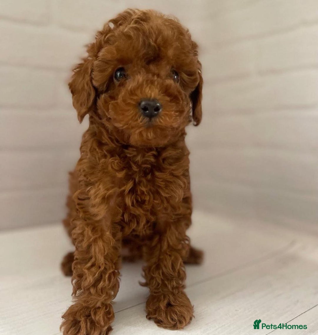 Toy Poodle dogs for sale: Purebred Toy Poodles Puppies Loving Homes! - Image 8