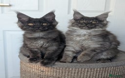 Maine Coon cats for sale: Maine coon kittens, Tica registered  - Image 11