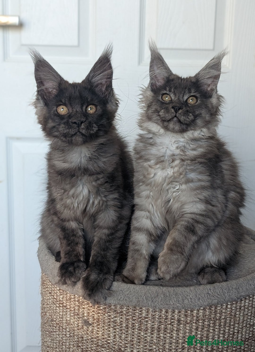 Maine Coon cats for sale: Maine coon kittens, Tica registered  - Image 11