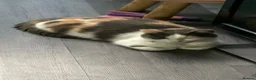 Mixed Breed cats for sale: 4 kittens looking forever homes - Advert 1