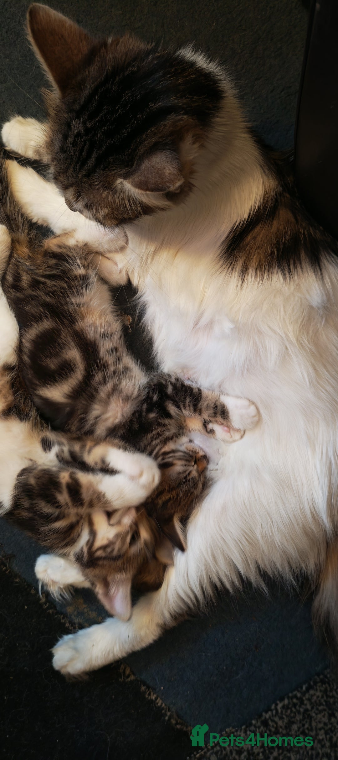 Mixed Breed cats for sale: 8 week old kittens  - Advert 1