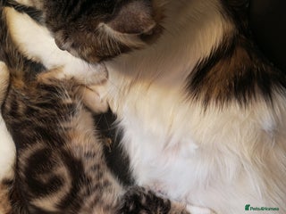 Mixed Breed cats 8 week old kittens - Advert 1