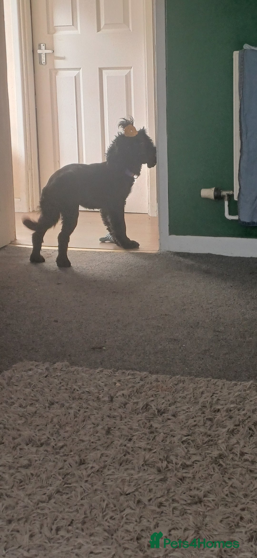 Cocker Spaniel dogs for sale: Betsy the cocker spaniel  - Image 9