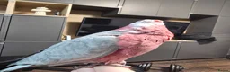 Parrots birds for sale: Galah Cockatoo Hand Reared  - Advert 15