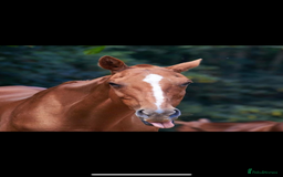 Other Breed horses for sale: Retired polo mare for sale  - Image 5