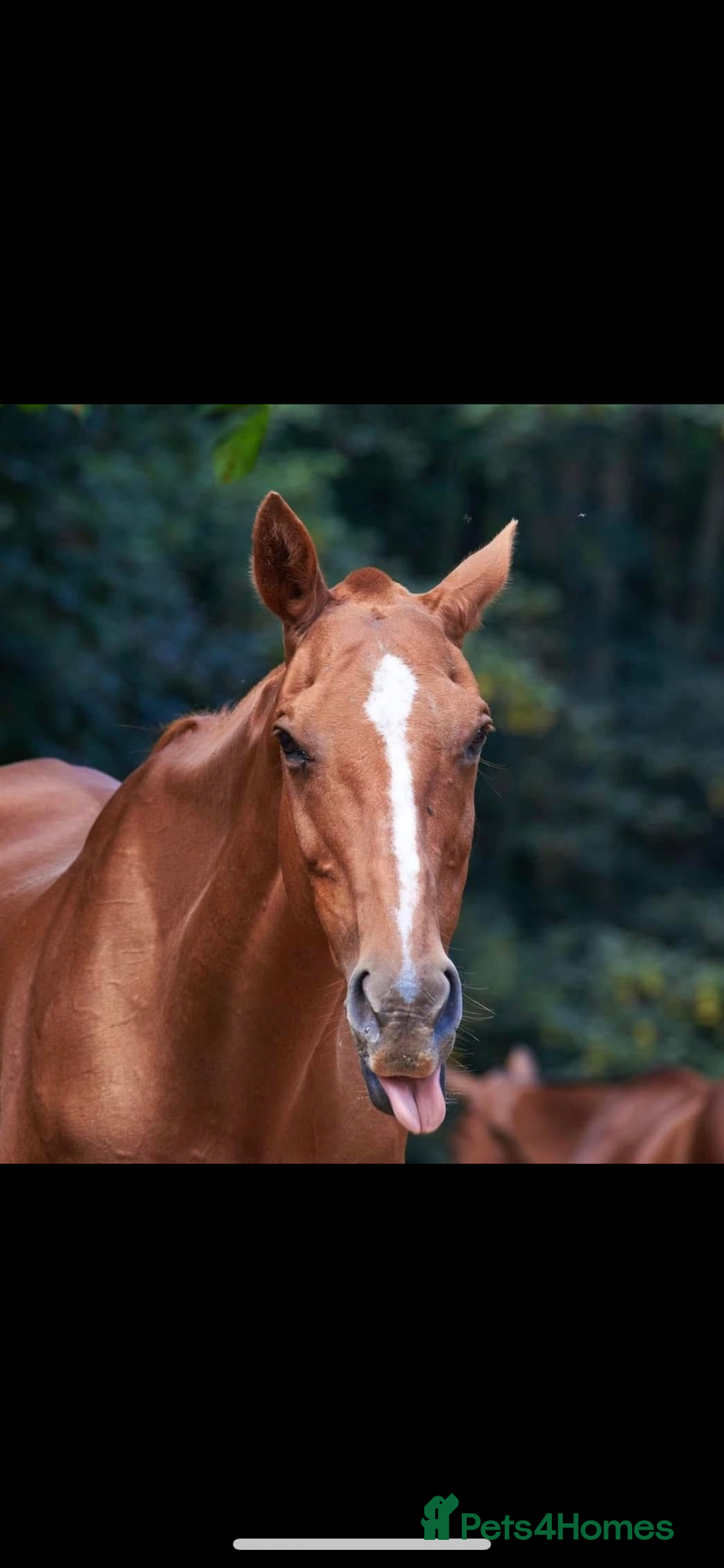 Other Breed horses for sale: Retired polo mare for sale  - Image 5