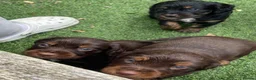 Cocker Spaniel dogs for sale: Beautiful working cocker spaniel puppies - Advert 16