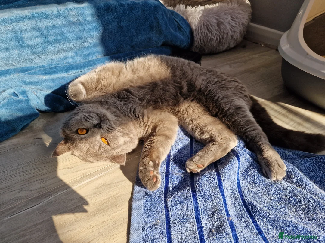 British Shorthair cats for stud: GCCF Active BLUE BOY for stud 💙 in Bexleyheath - Advert 4