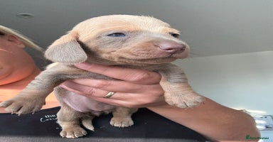 Dachshund dogs - Advert 4