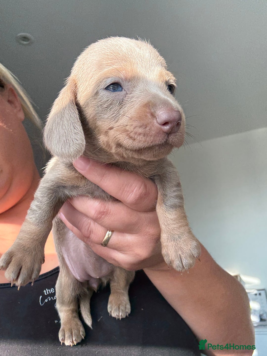 Dachshund dogs for sale: ⭐️KC reg miniature ⭐️stunning litter Dachshunds  - Image 2