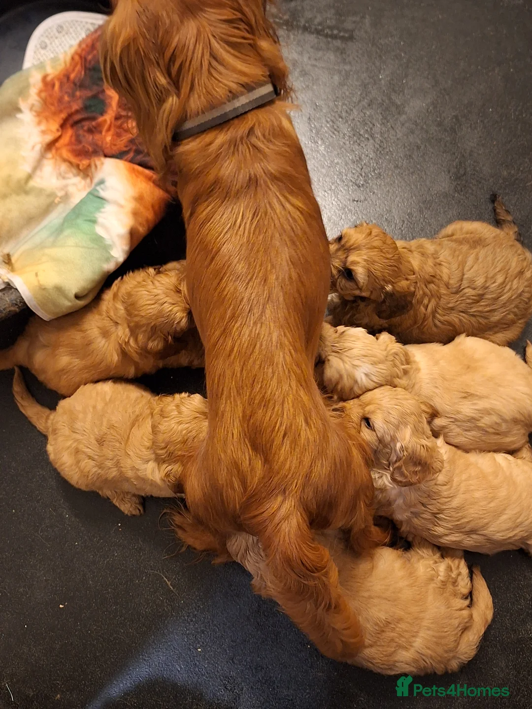 Cavapoo dogs for sale: F1 CAVAPOO PUPPIES  - Advert 1