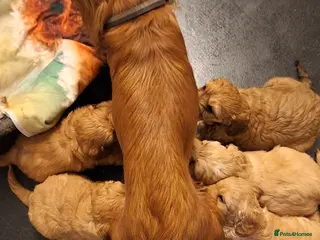 Cavapoo dogs F1 CAVAPOO PUPPIES - Advert 1