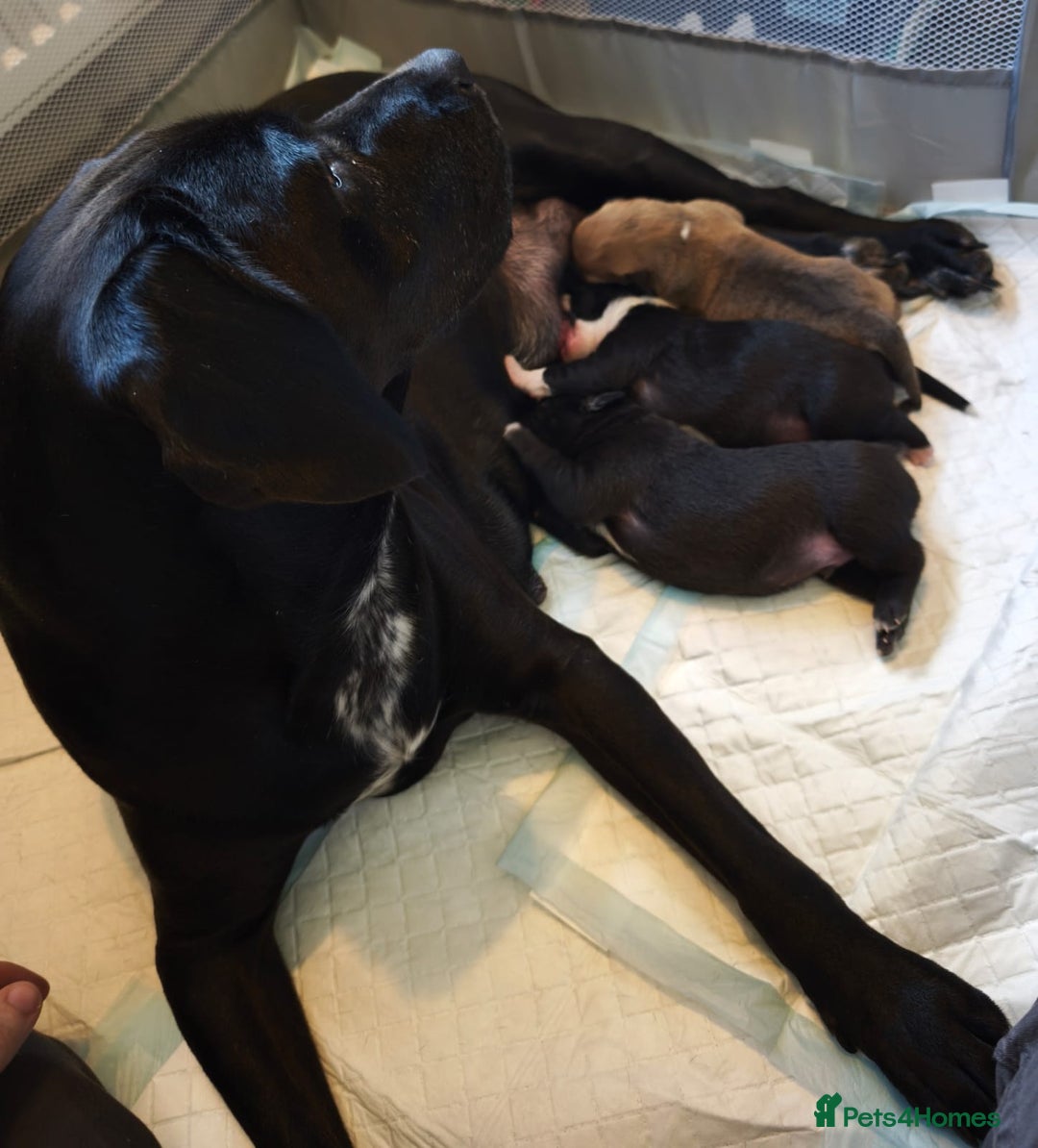 Mixed Breed dogs for sale: Staffy x border collie for sale  - Advert 2