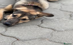 Mixed Breed dogs for adoption: MOCHI – a Superb young Girl for a Loving Home - Advert 20