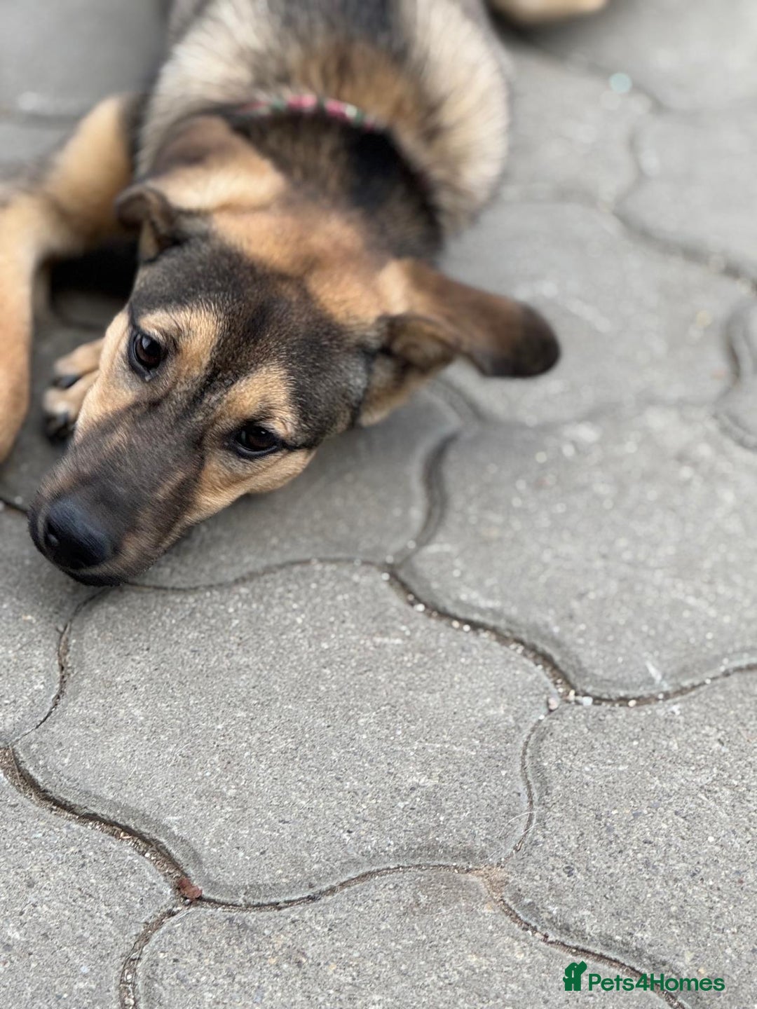 Mixed Breed dogs for adoption: MOCHI – a Superb young Girl for a Loving Home - Advert 20