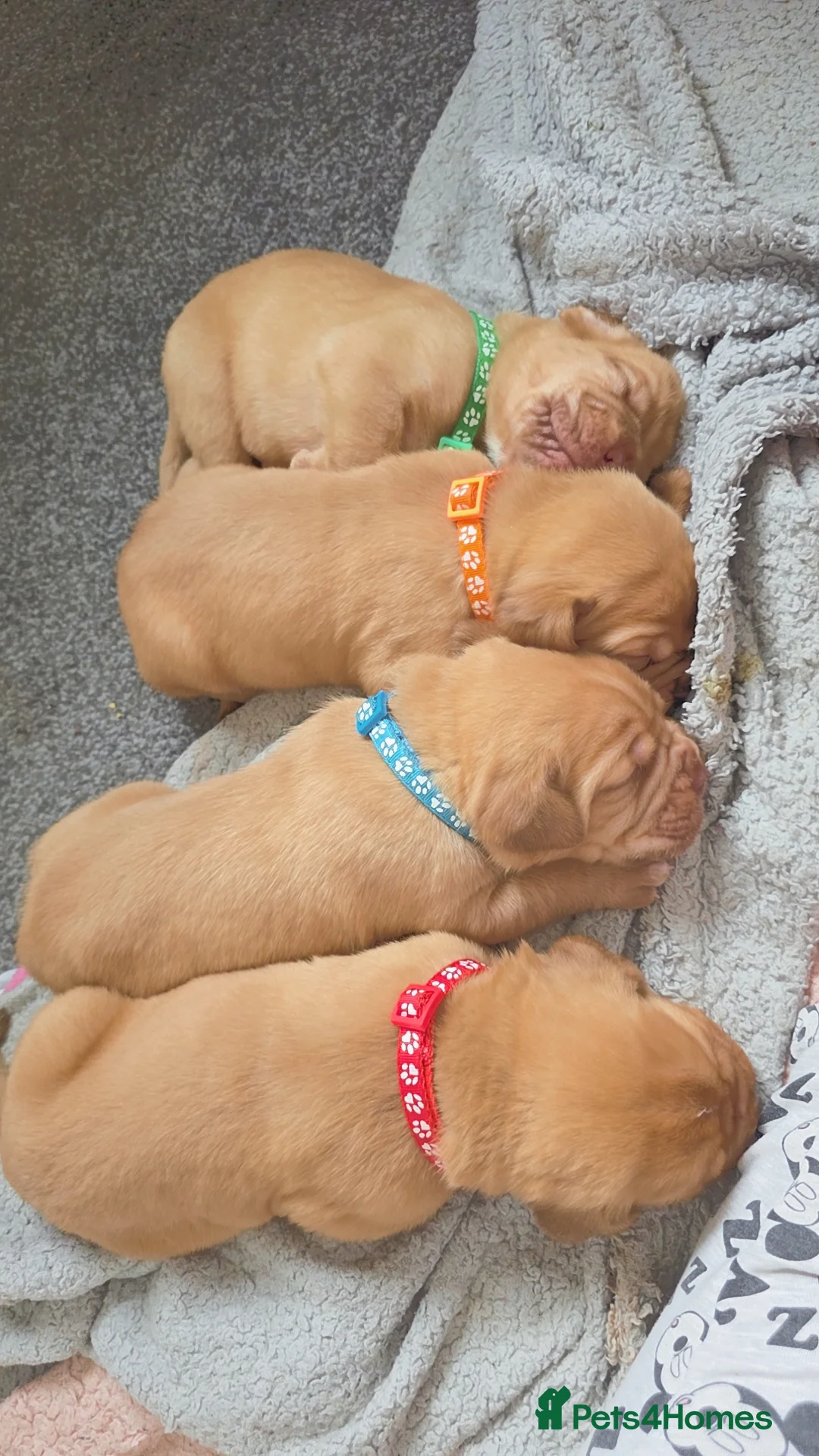 Dogue De Bordeaux dogs for sale: Dogue De Bordeaux Puppies  in Coventry - Advert 3