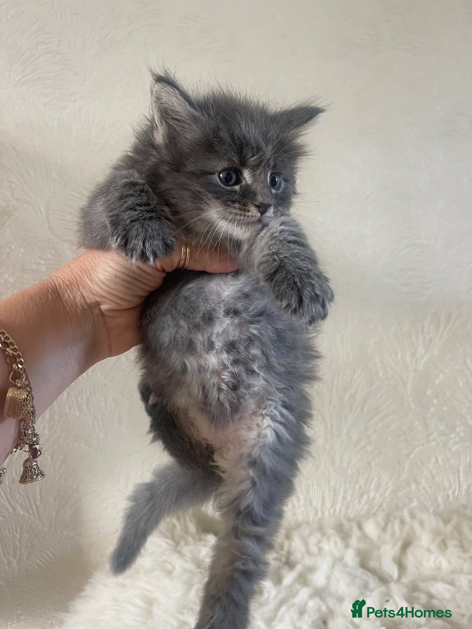 Maine Coon cats for sale: Maine Coon boy - Advert 14