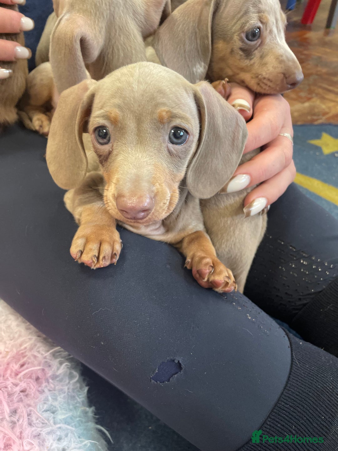 Miniature Dachshund dogs for sale: 💕Beautiful Isabella 💕Miniature Dachshund Puppies - Advert 7