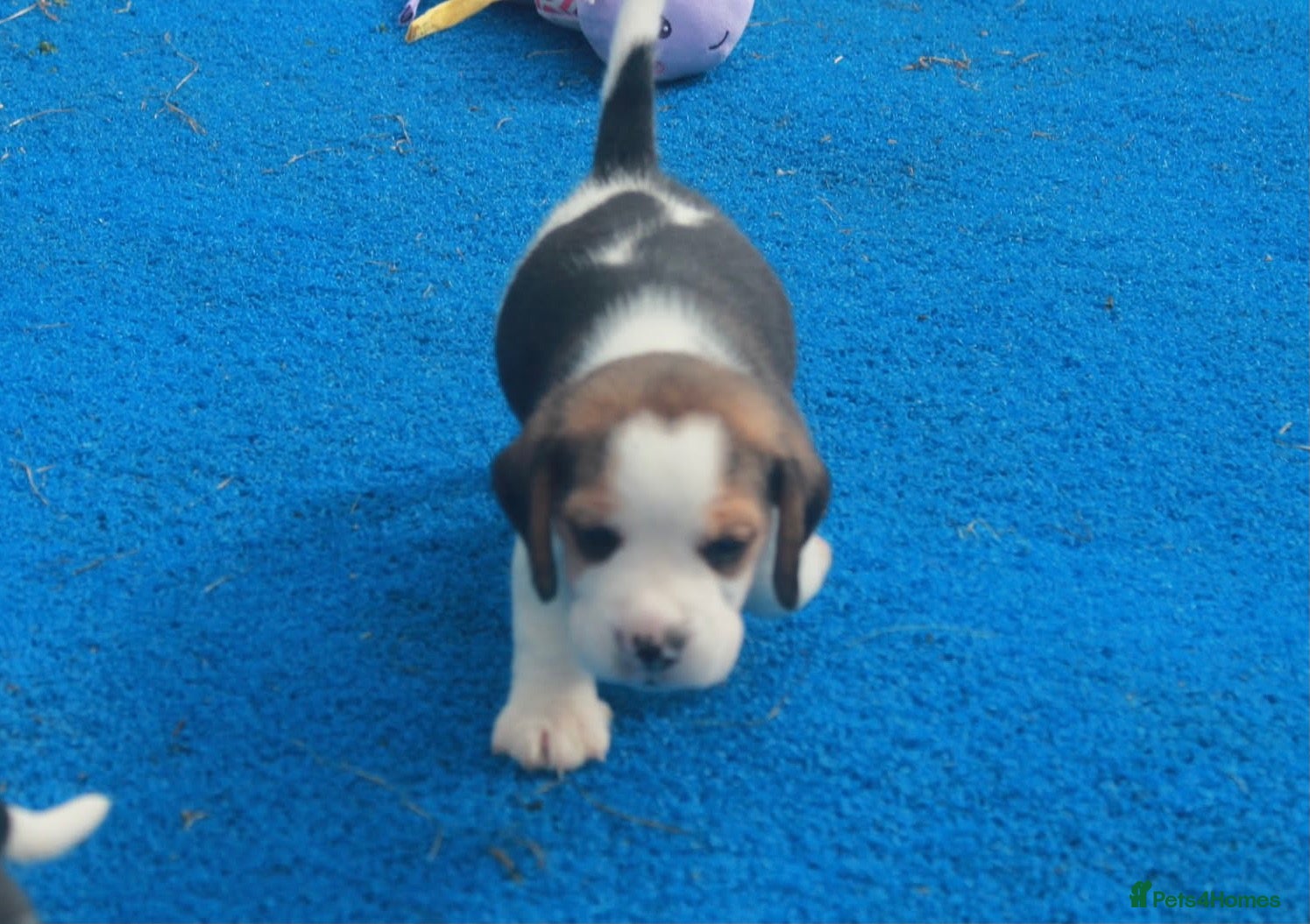 Beagle dogs KENNEL CLUB REG BEALE PUPPIES - Advert 2
