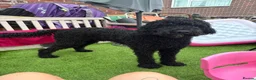 Goldendoodle dogs for sale: Winston  - Advert 4