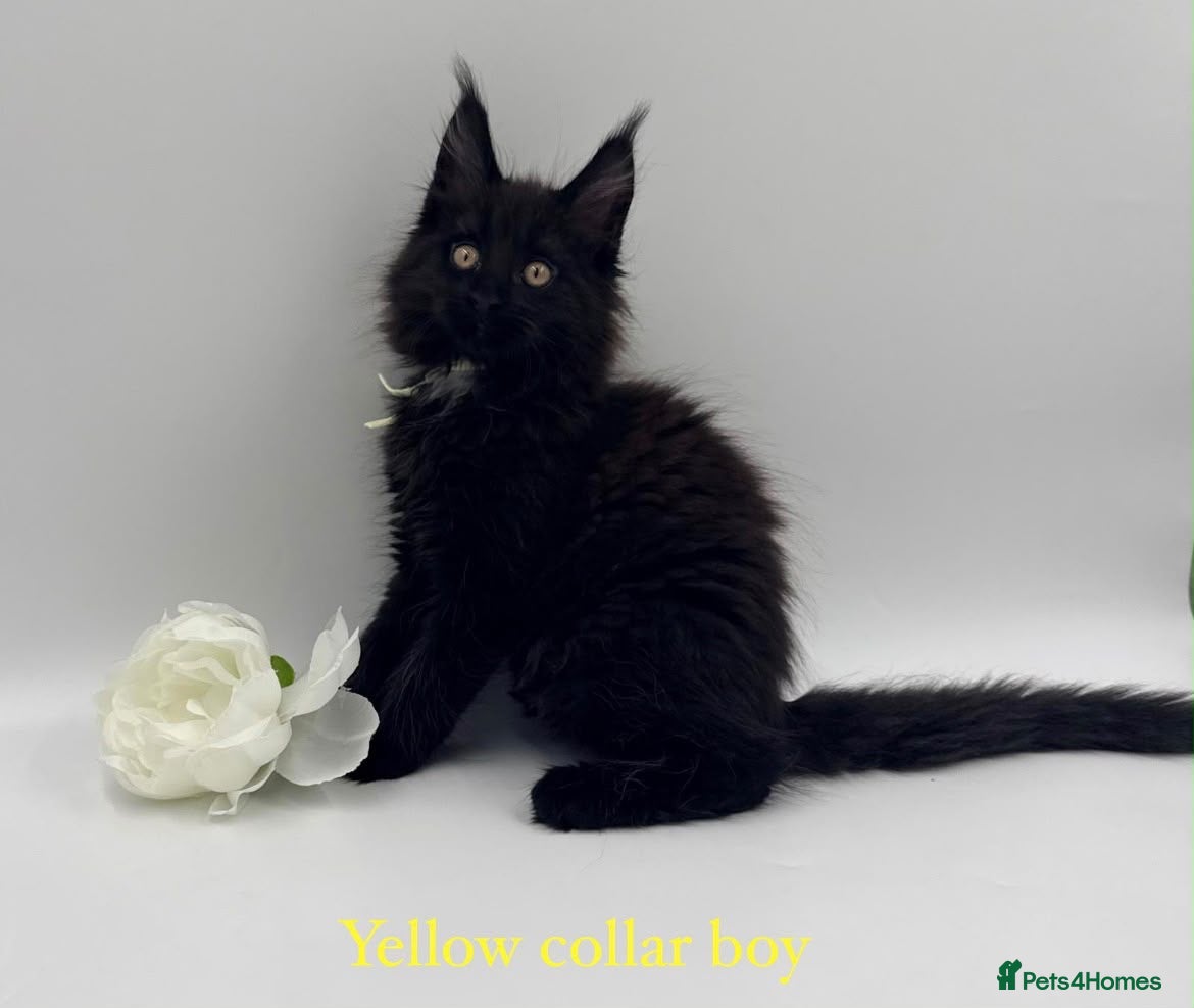 Maine Coon cats Maine coon kittens  - Advert 1