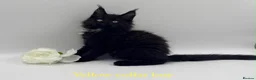 Maine Coon cats for sale: Maine coon kittens  - Advert 8