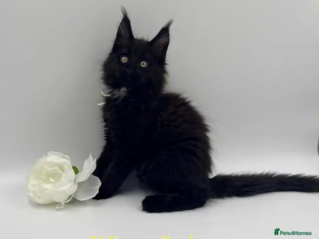 Maine Coon cats for sale: Maine coon kittens - Advert 1