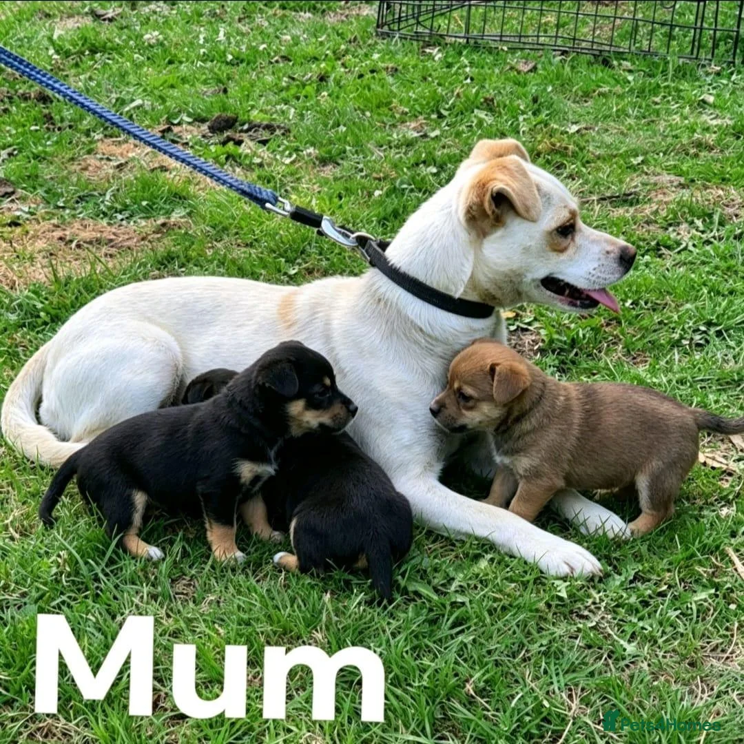 Jack Russell dogs for sale: Jack Russell pup  - Advert 2