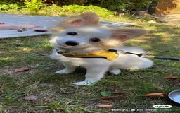 Pomeranian dogs for sale: 6 month old Hoshi - Image 1