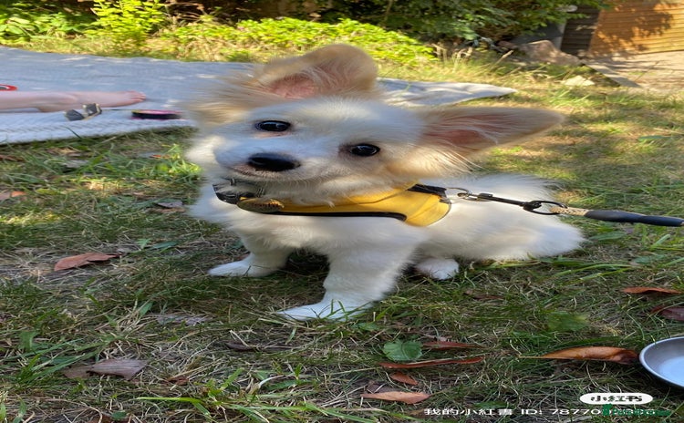 Pomeranian dogs - Advert 1
