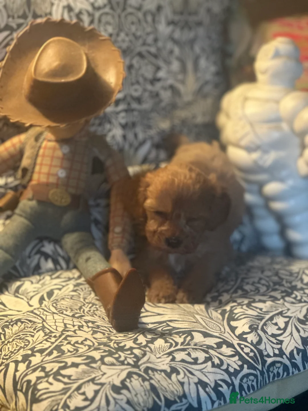 Cavapoo dogs for sale: Bright red not to curly f1 Cavapoo’s  - Advert 12