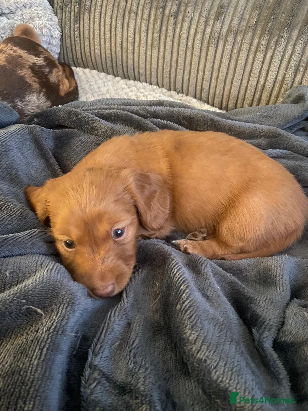 Dachshund dogs for sale: Long haired miniature  - Advert 5